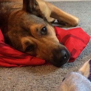 Meet your Posher, Logan